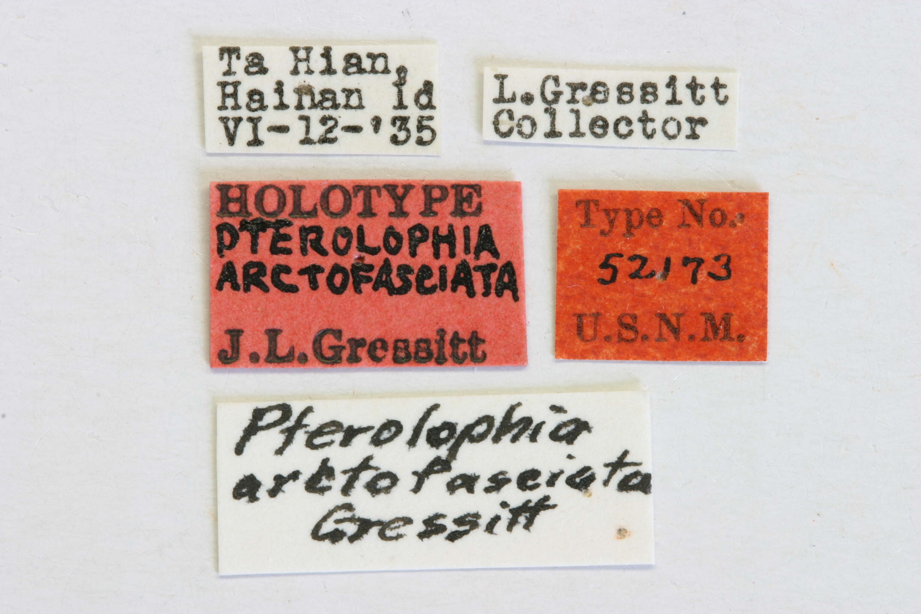 Image of Pterolophia (Hylobrotus) postfasciculata Pic 1934