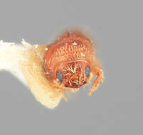 Image of Pityophthorus perexiguus Wood 1976