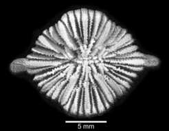 Tropidocyathus lessonii (Michelin 1842)的圖片