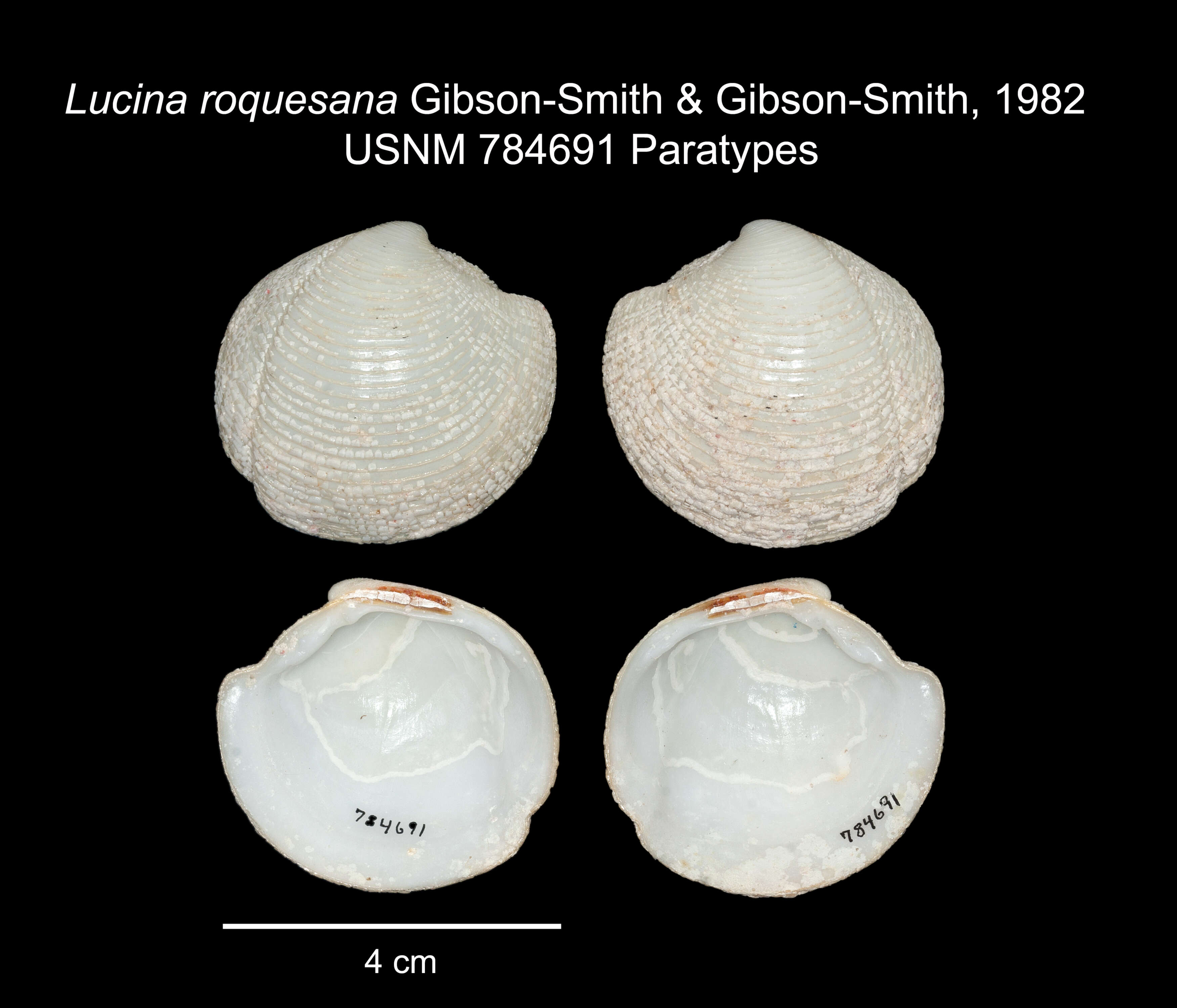 Image of Lucina roquesana J. Gibson-Smith & W. Gibson-Smith 1982