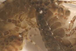 Image of Anisogammaridae