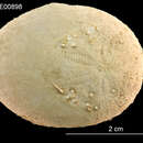 Image of Eupatagus micropetalus (H. L. Clark 1917)