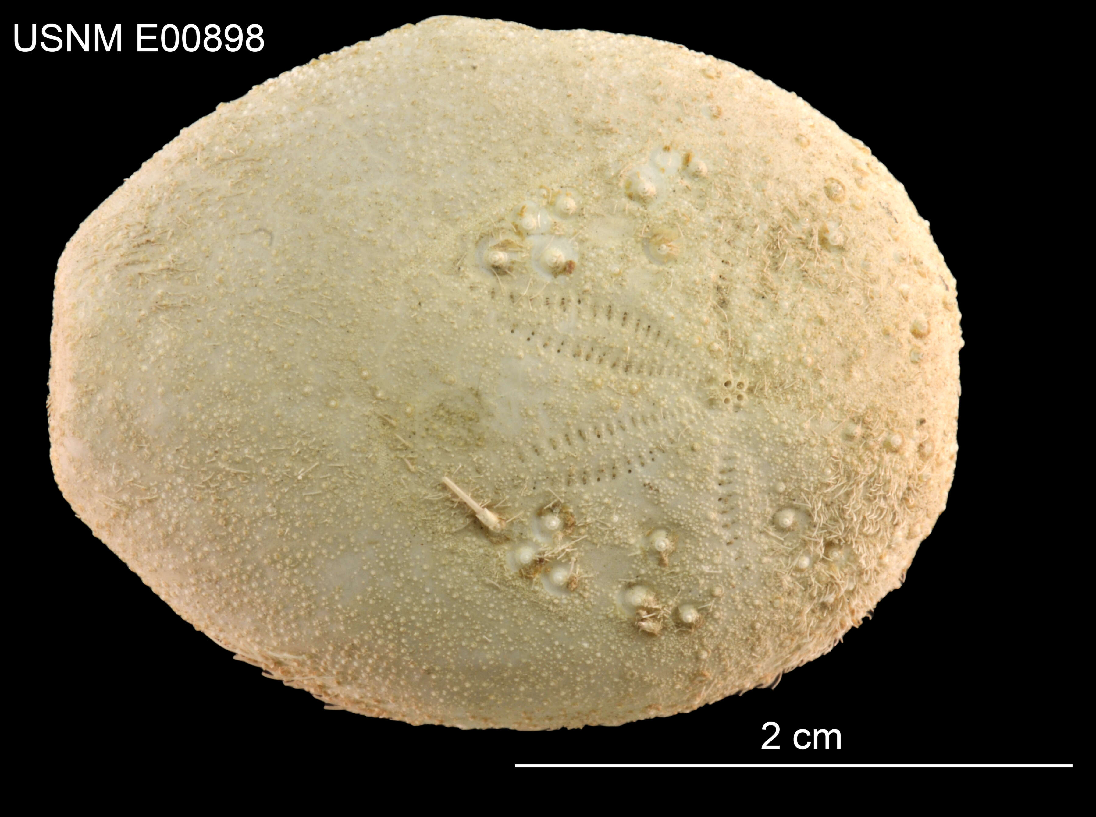 Sivun Eupatagus micropetalus (H. L. Clark 1917) kuva