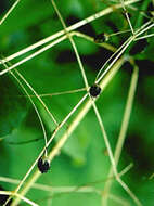Image of spreading schiedea