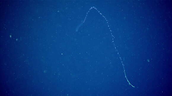 Image of Siphonophora