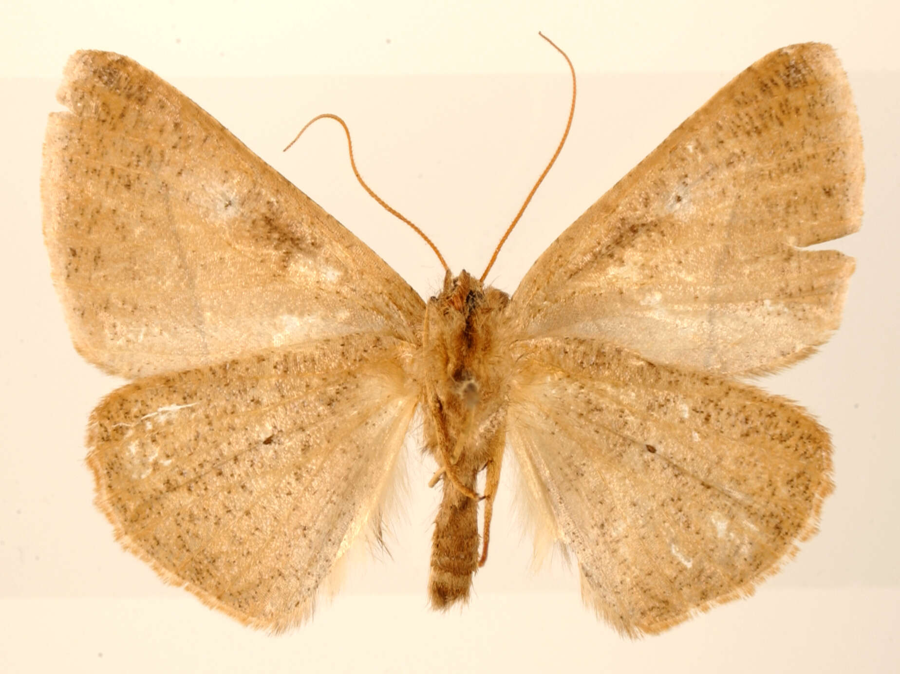 Image of Bassania subturpis Dognin 1913