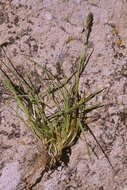 Image of Poa laetevirens R. E. Fr.