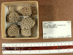 Image of Golfball Coral