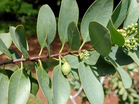 Image of coastal sandalwood