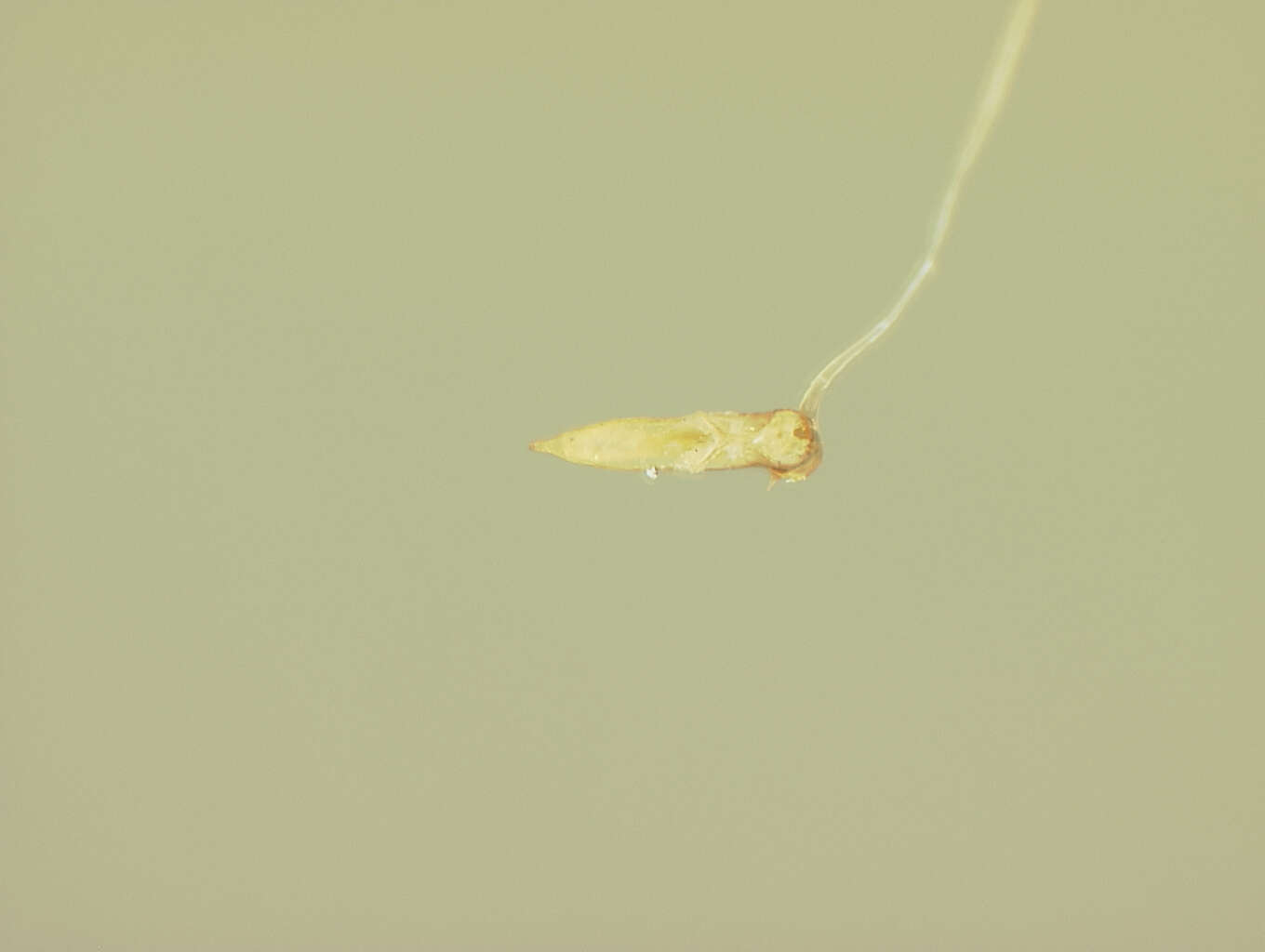 Image of Chaetocnema densa R. White 1996