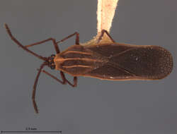 Image of Teleonemia molinae Drake 1940