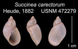 Image of Succinea carectorum Heude 1882