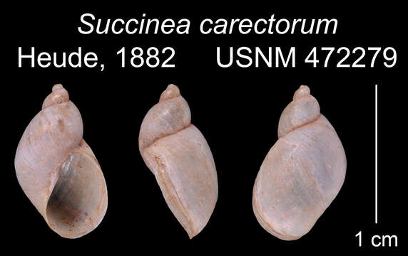 Image of Succinea carectorum Heude 1882