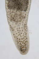 Image of Lineidae