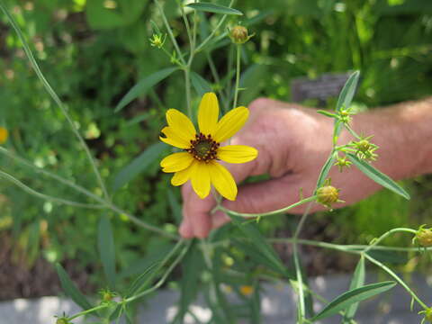 Image of tall tickseed