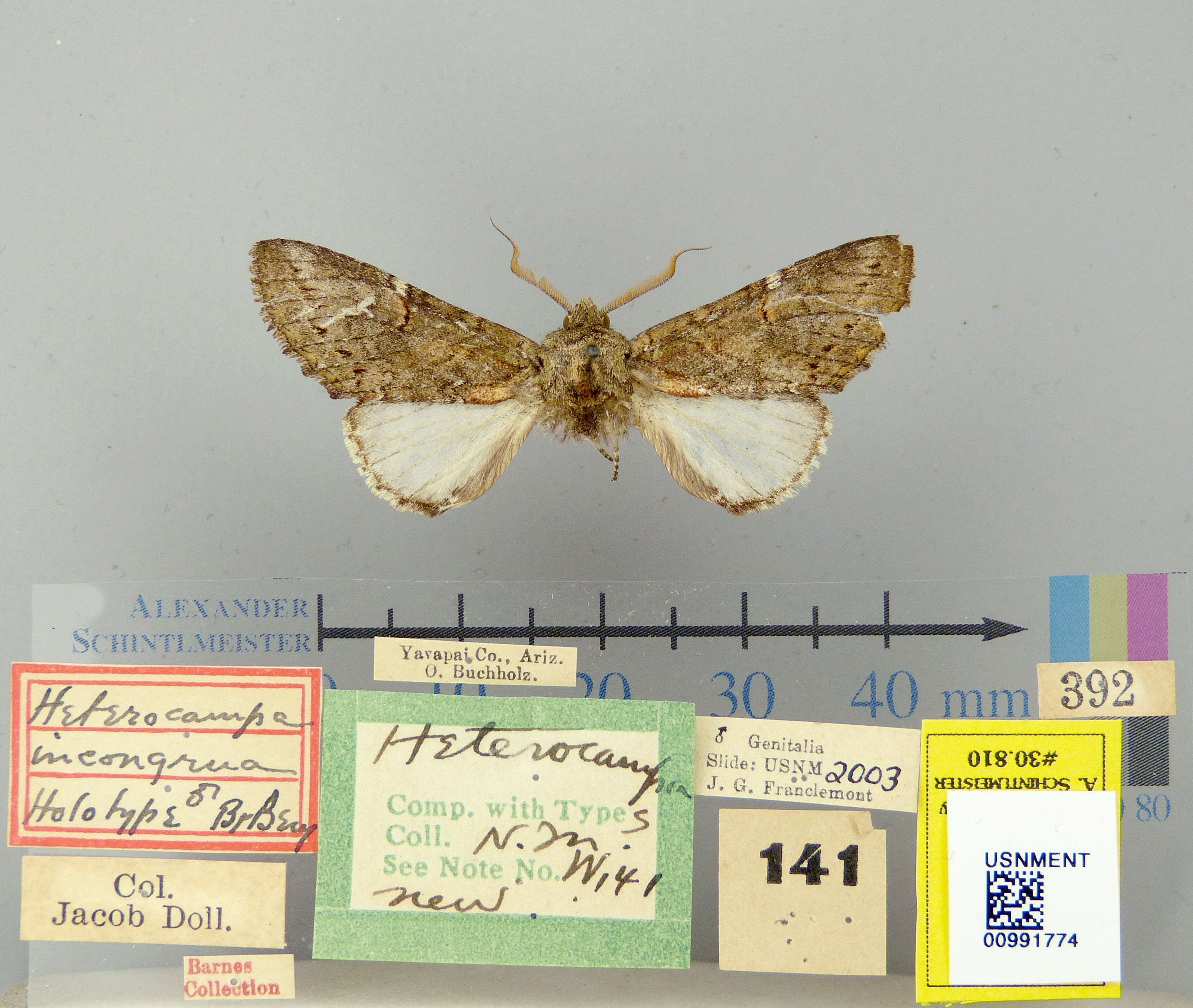 Image of Heterocampa incongrua Barnes & Benjamin 1924