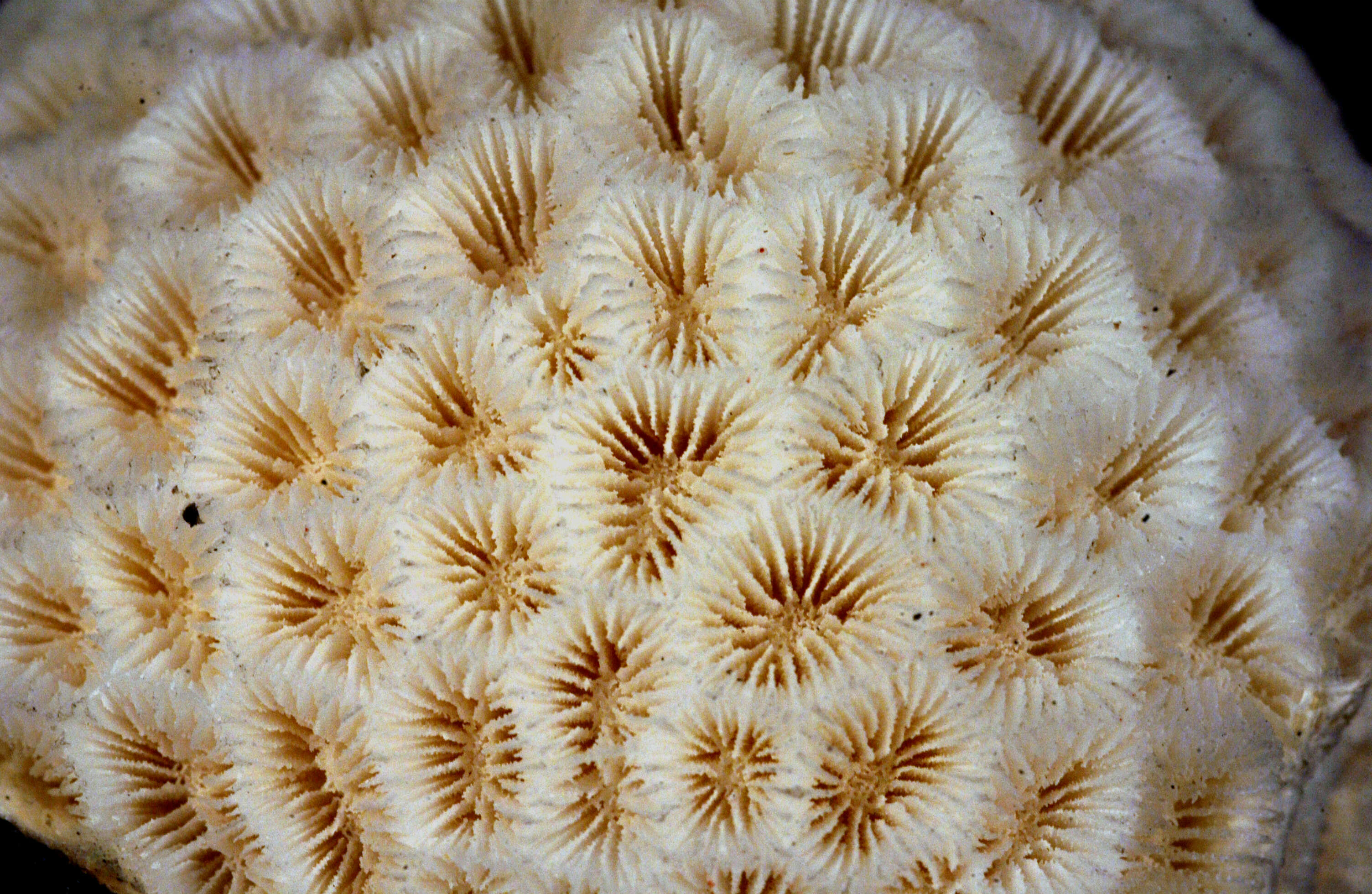 Image of lesser star coral