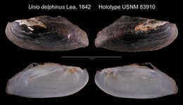 Image of <i>Unio delphinus</i>