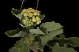 Sivun <i>Parthenium <i>tomentosum</i></i> var. tomentosum kuva