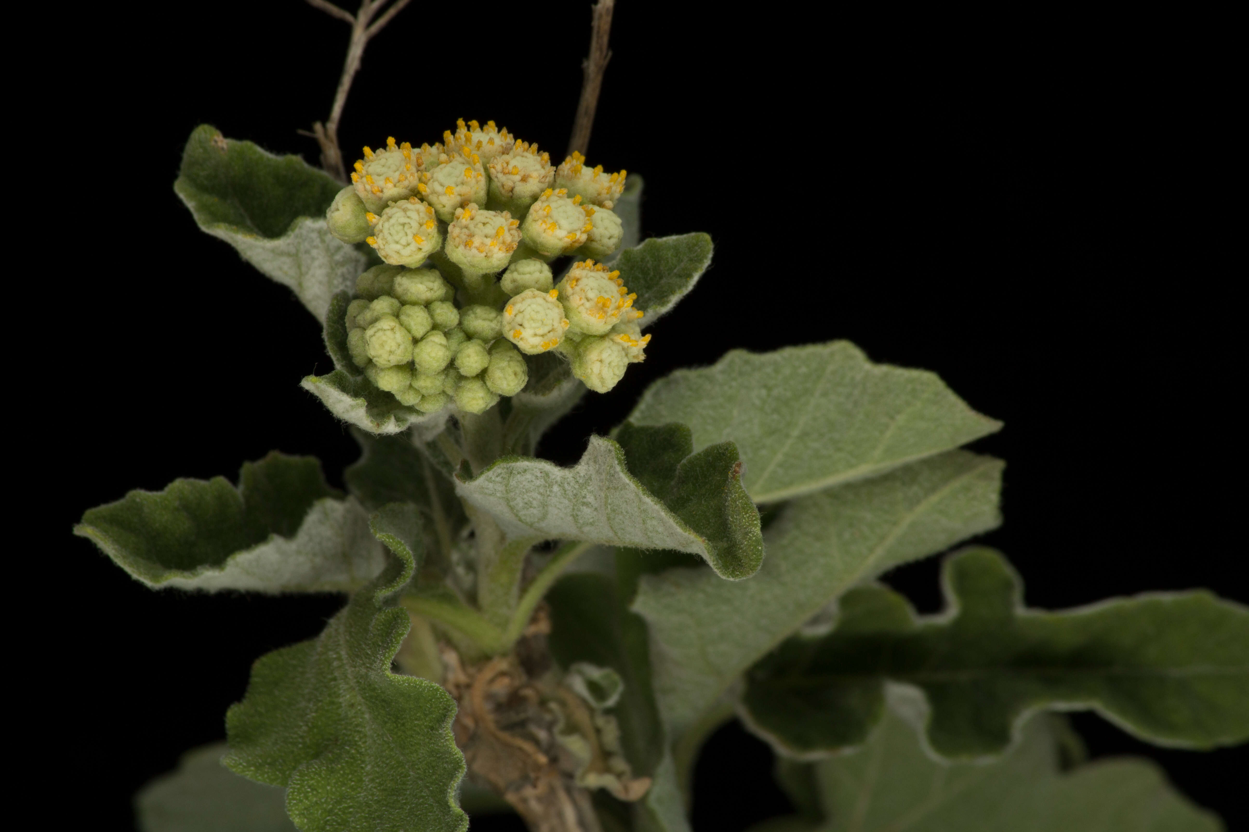 <i>Parthenium <i>tomentosum</i></i> var. tomentosum的圖片