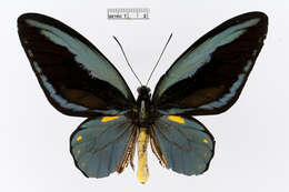 Слика од Ornithoptera aesacus (Ney 1903)