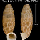 Image of <i>Trilamellaxis proteus turgens</i> Torre & Bartsch