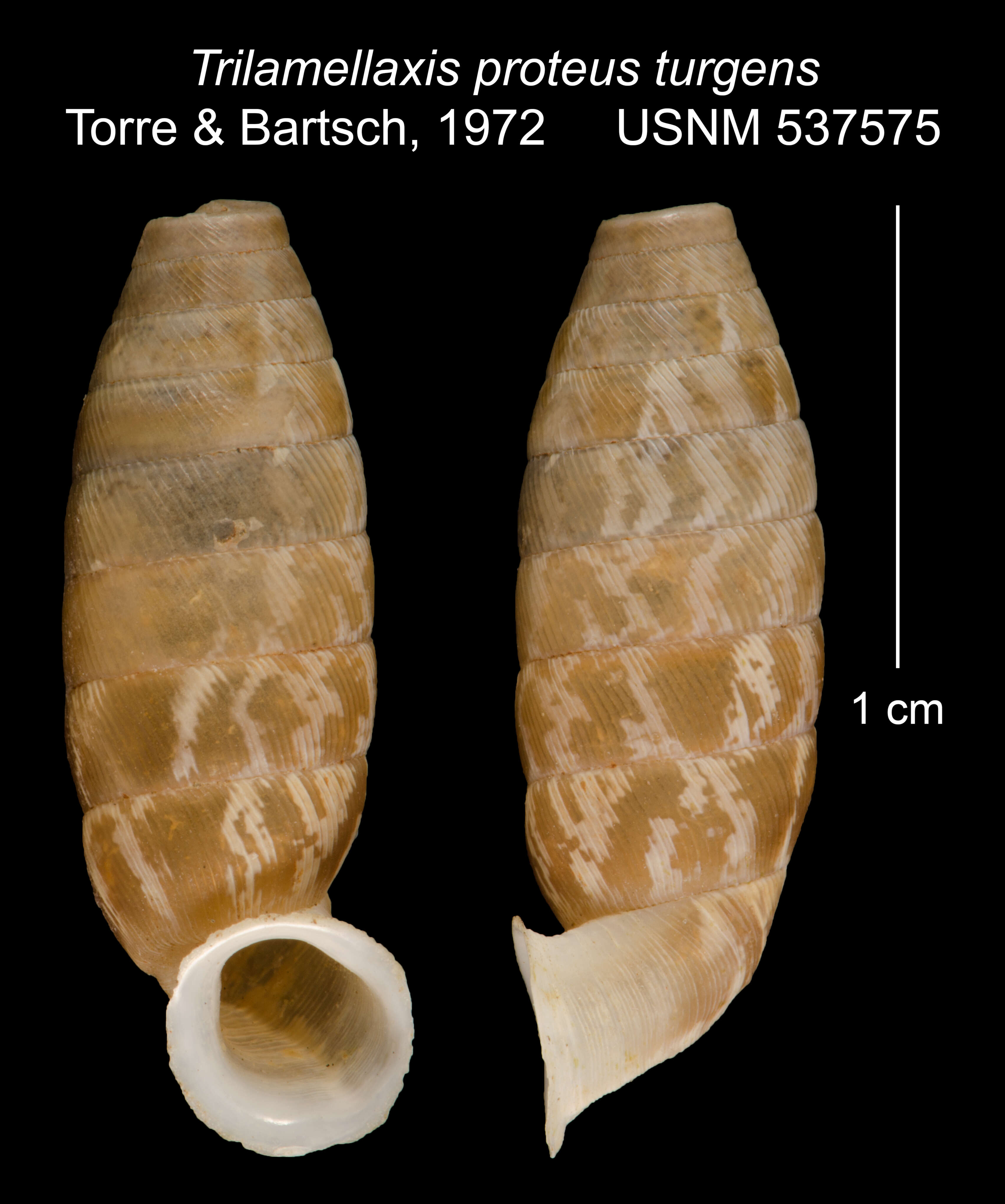 <i>Trilamellaxis proteus turgens</i> Torre & Bartsch resmi