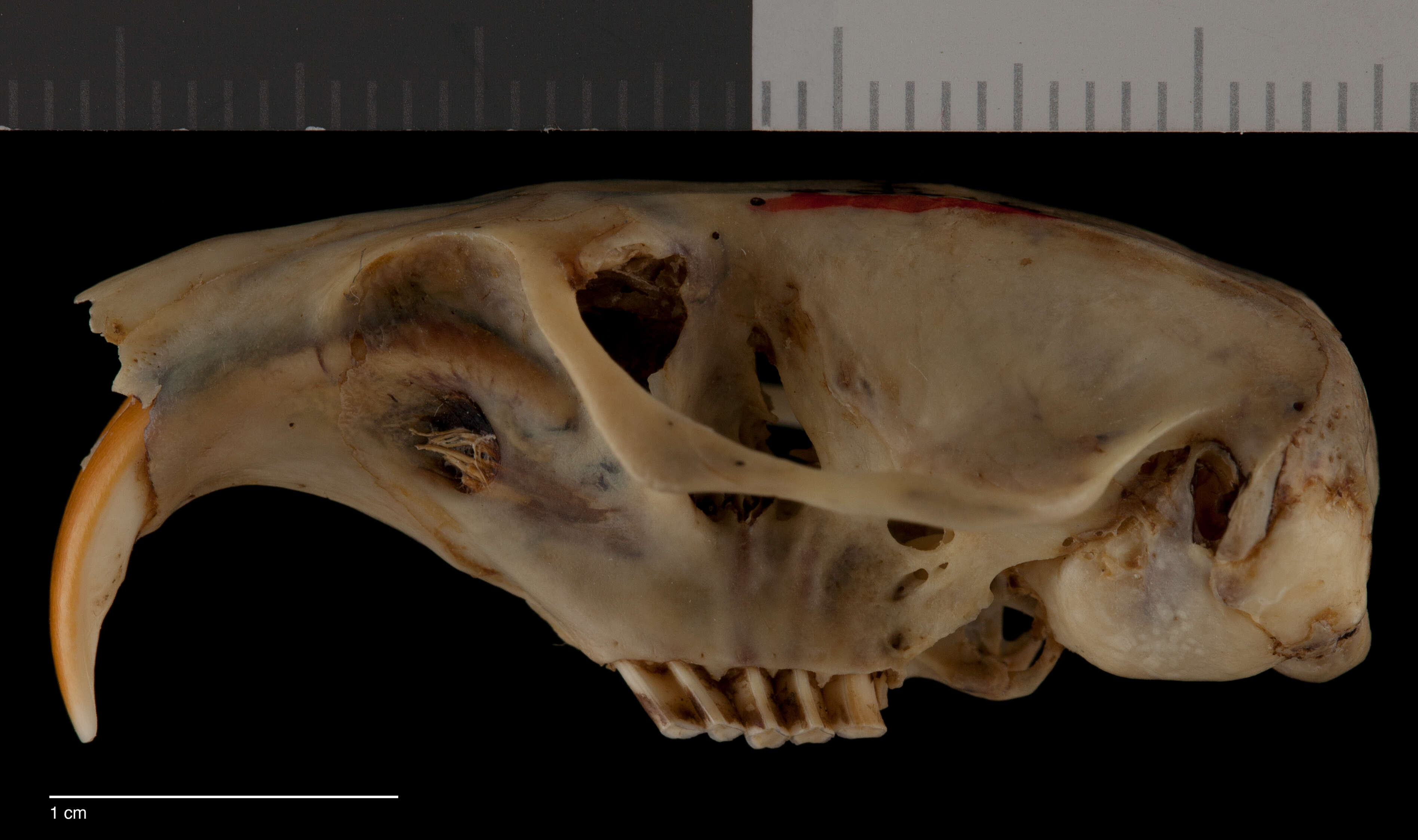 Plancia ëd Thomomys umbrinus umbrinus (Richardson 1829)