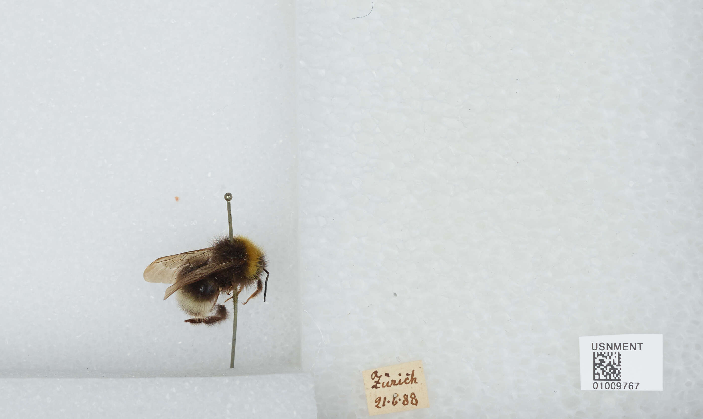 Image of Bombus gerstaeckeri Morawitz 1881