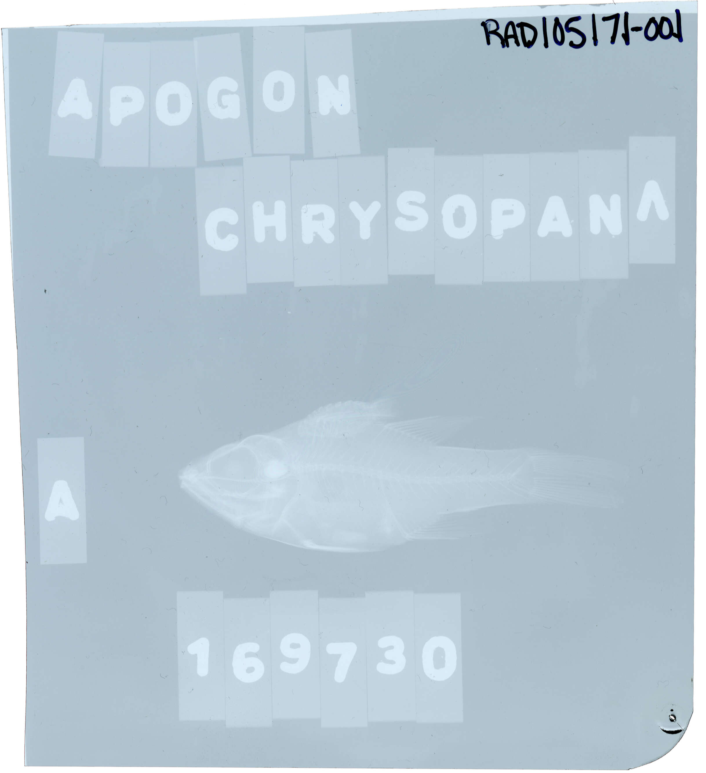 Image of Apogon chrysopomus