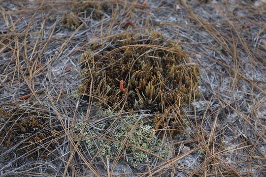 Image of spiny spikemoss