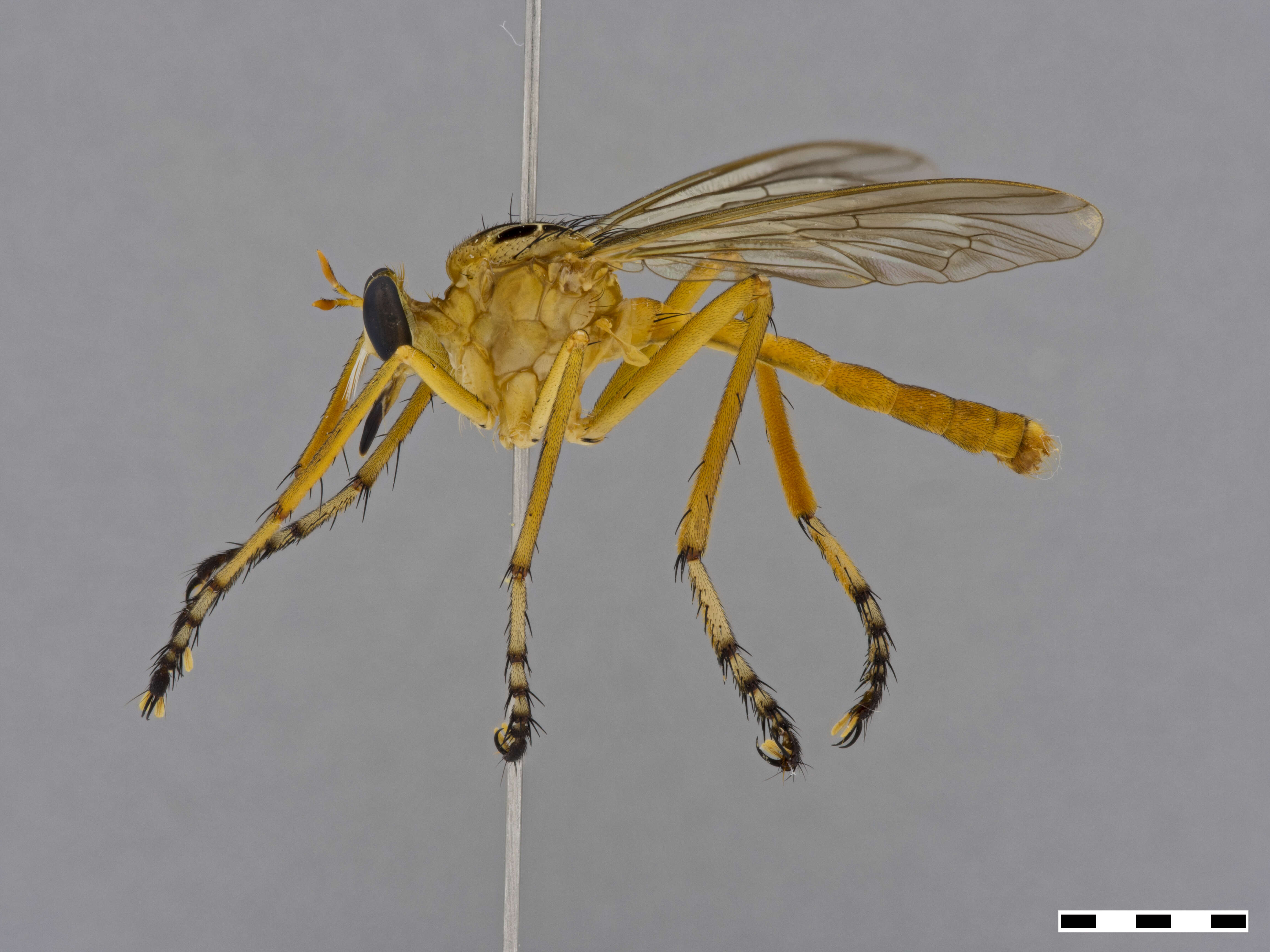 Image de Diogmites neoternatus (Bromley 1931)