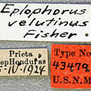 Euderces velutinus (Fisher 1931) resmi