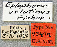Euderces velutinus (Fisher 1931) resmi