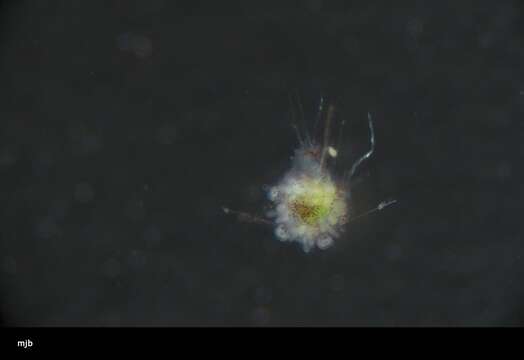 Image of West Indian sea egg