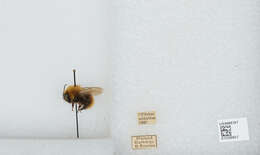 Image of Common carder bumblebee