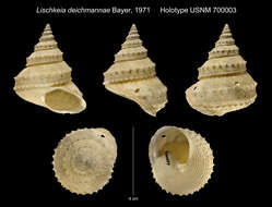 Image of Lischkeia imperialis (Dall 1881)