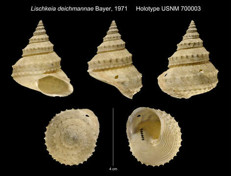 Image of Lischkeia imperialis (Dall 1881)