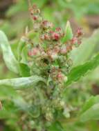 Image of Nettle-Leaf Goosefoot