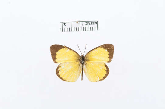 Image de Eurema smilax (Donovan 1805)