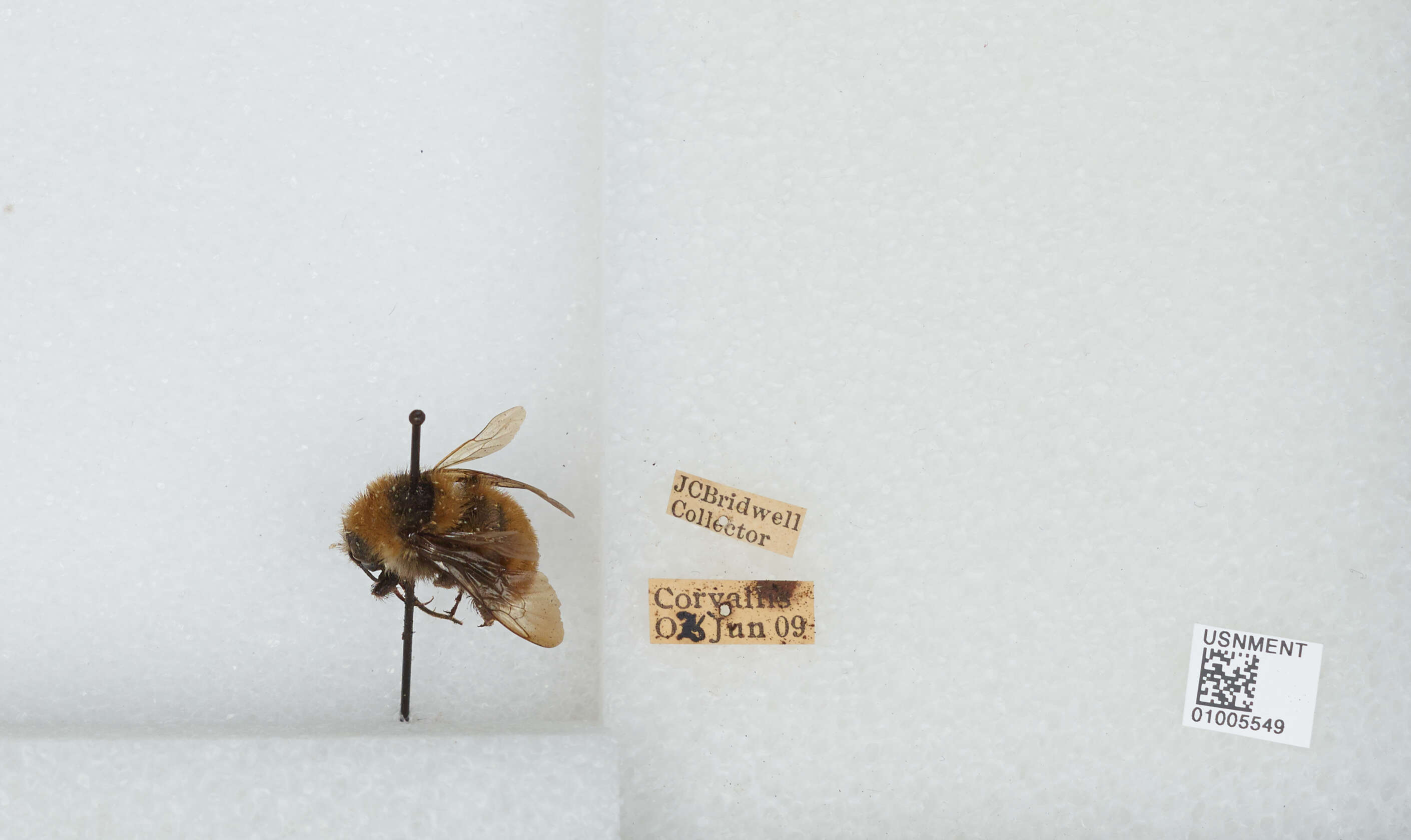 Imagem de Bombus appositus Cresson 1879