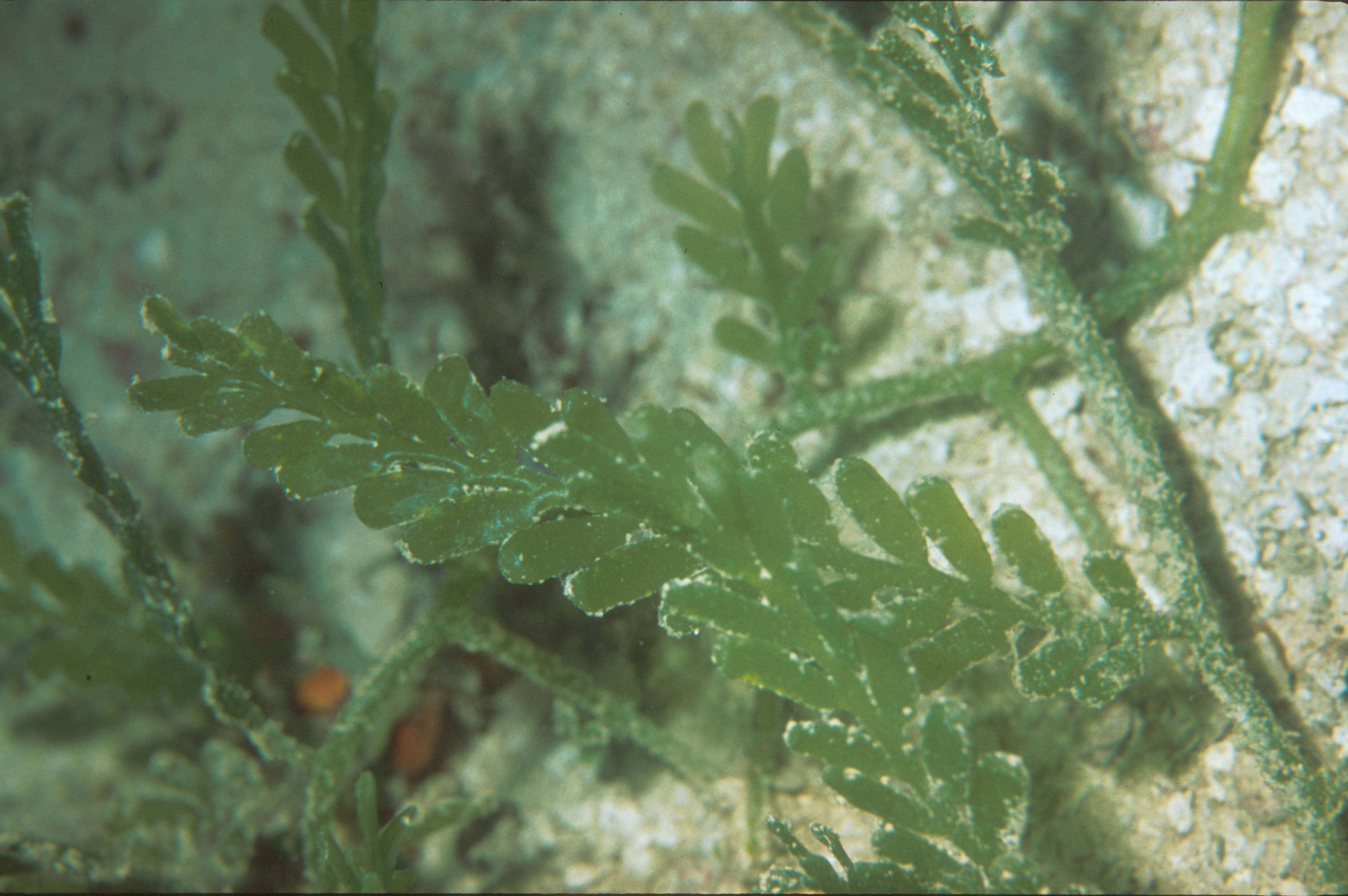 Image of Caulerpa J. V. F. Lamouroux 1809