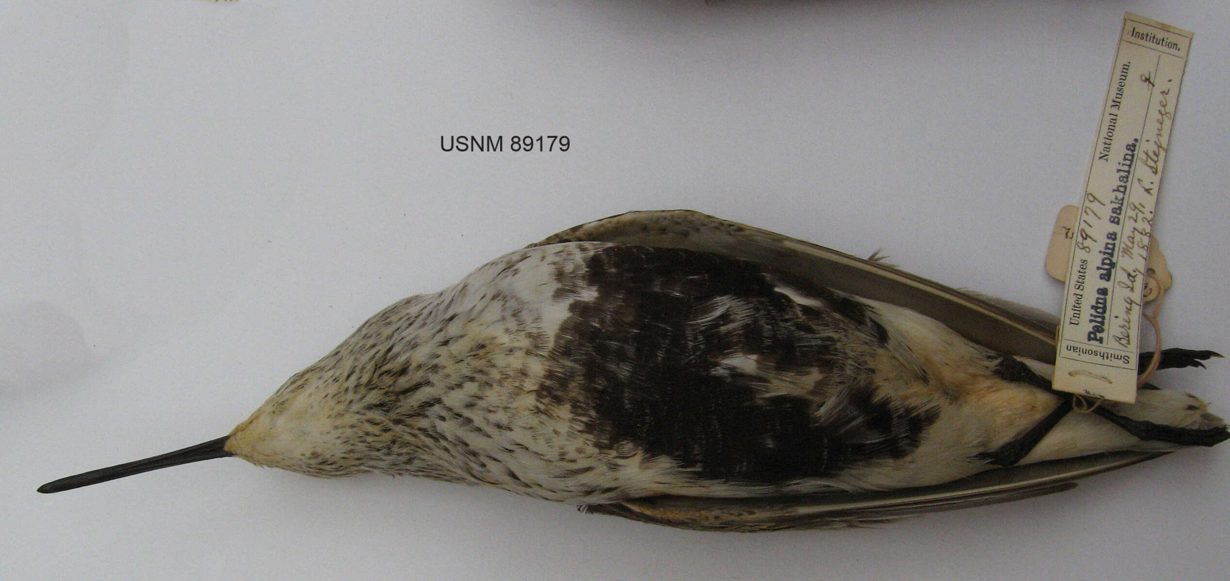 Image of Calidris alpina pacifica (Coues 1861)