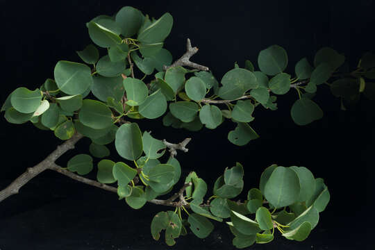 Image de Erythroxylum rotundifolium Lunan