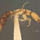 Image of <i>Apenesia amoena</i> Evans