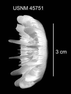 Plancia ëd Stephanocyathus (Stephanocyathus) laevifundus Cairns 1977