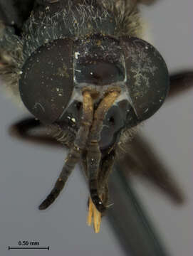 Image of Chrysops hyalinus Shannon 1924