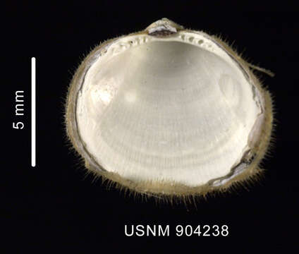 Image of Limopsis lilliei E. A. Smith 1915