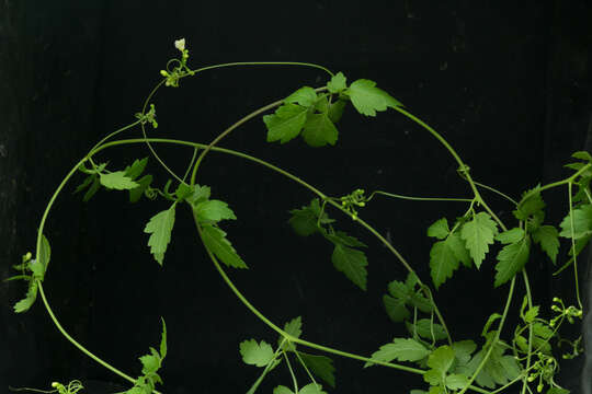 Image of balloon vine