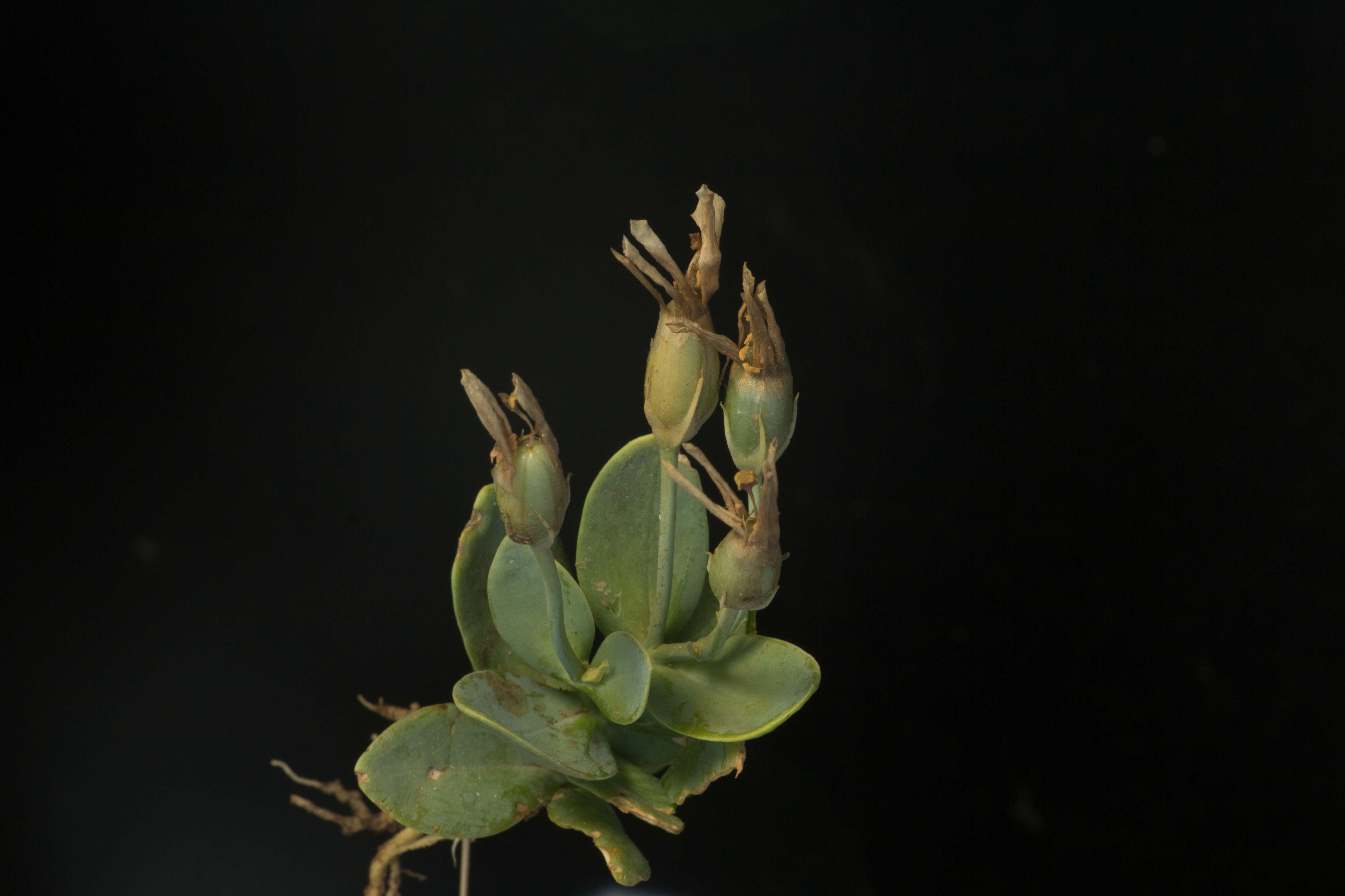 Image of Eustoma